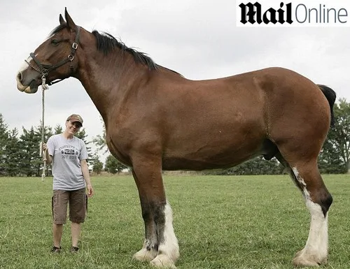 A Percheron stallion — an animal weighing more than 2,000 pounds