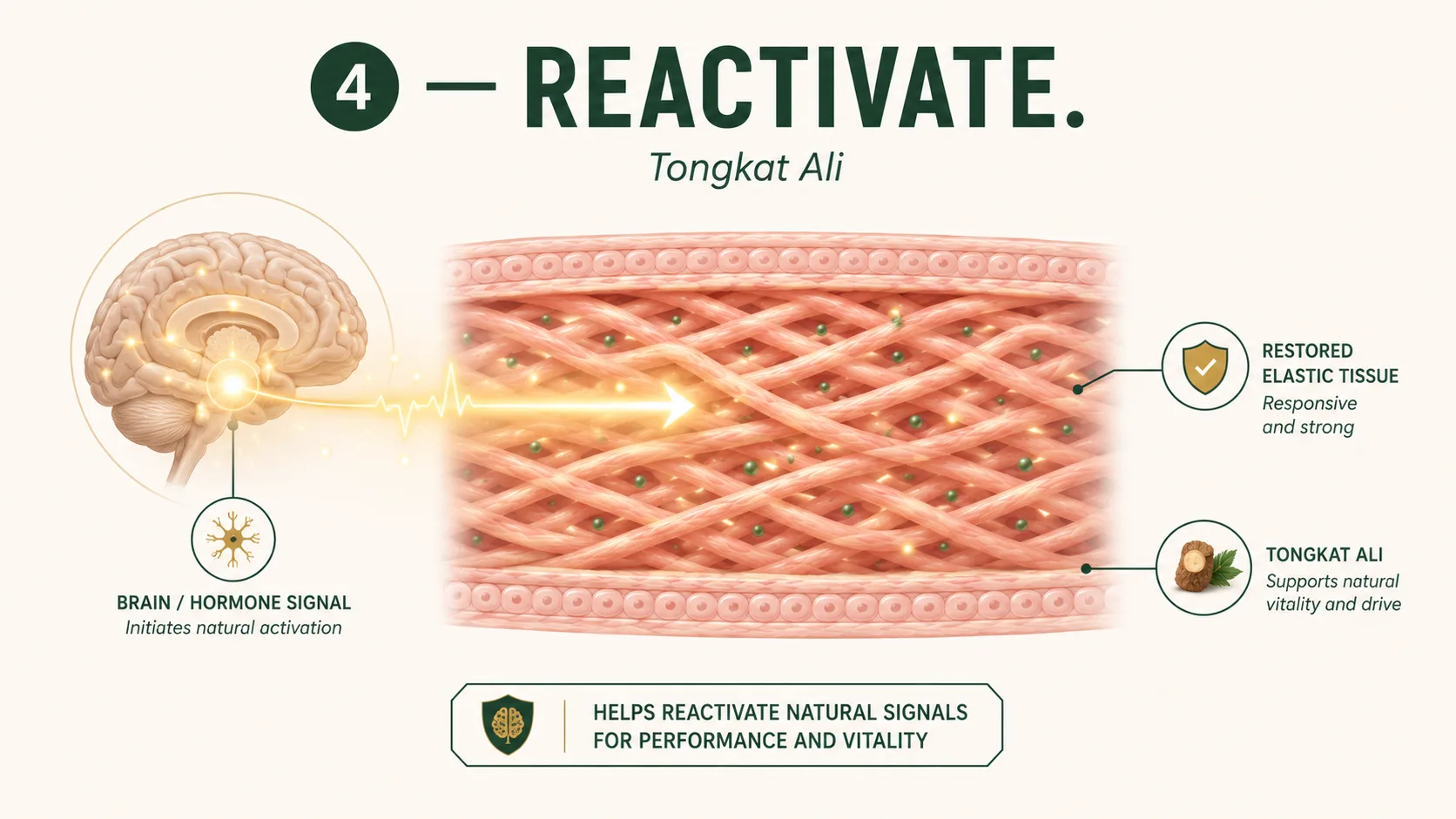 Step 4 — Reactivate: Tongkat Ali reactivates dormant hormonal signals